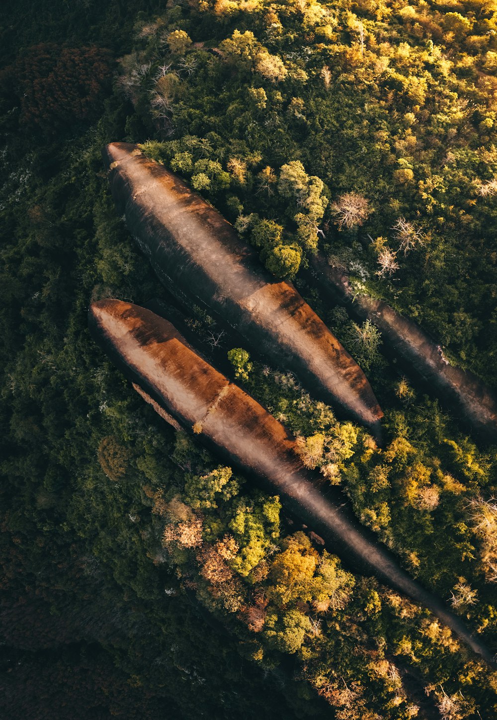 a snake in a forest