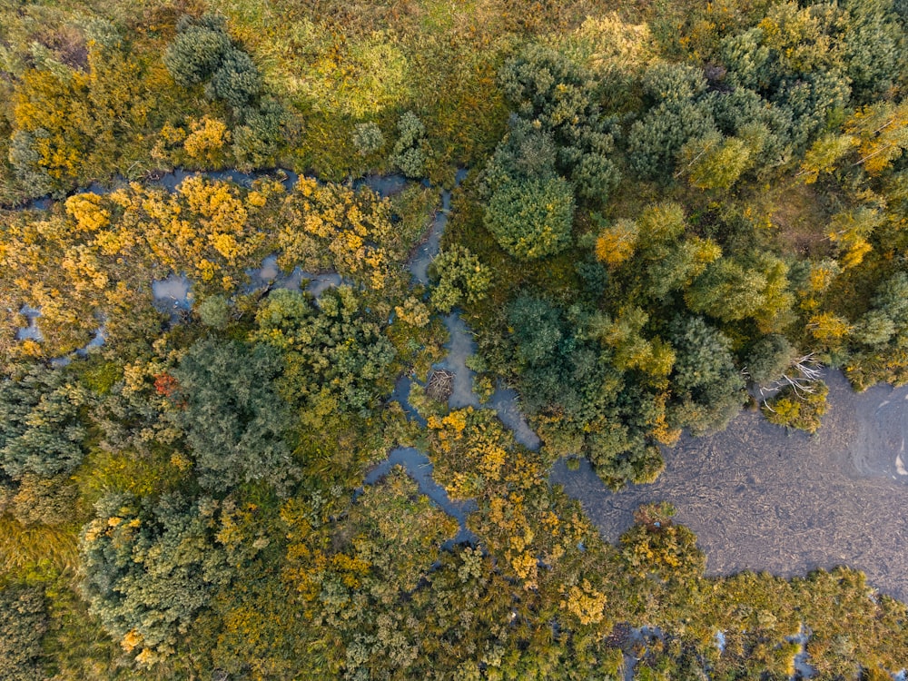 a river with yellow and green trees