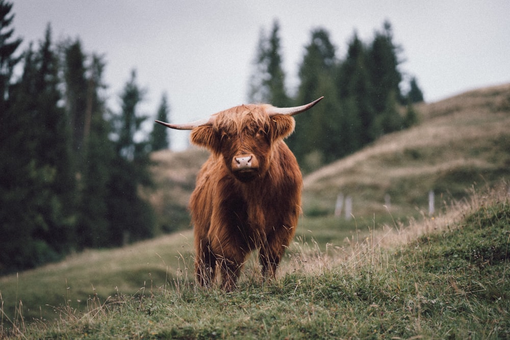 Una vaca parada en un campo