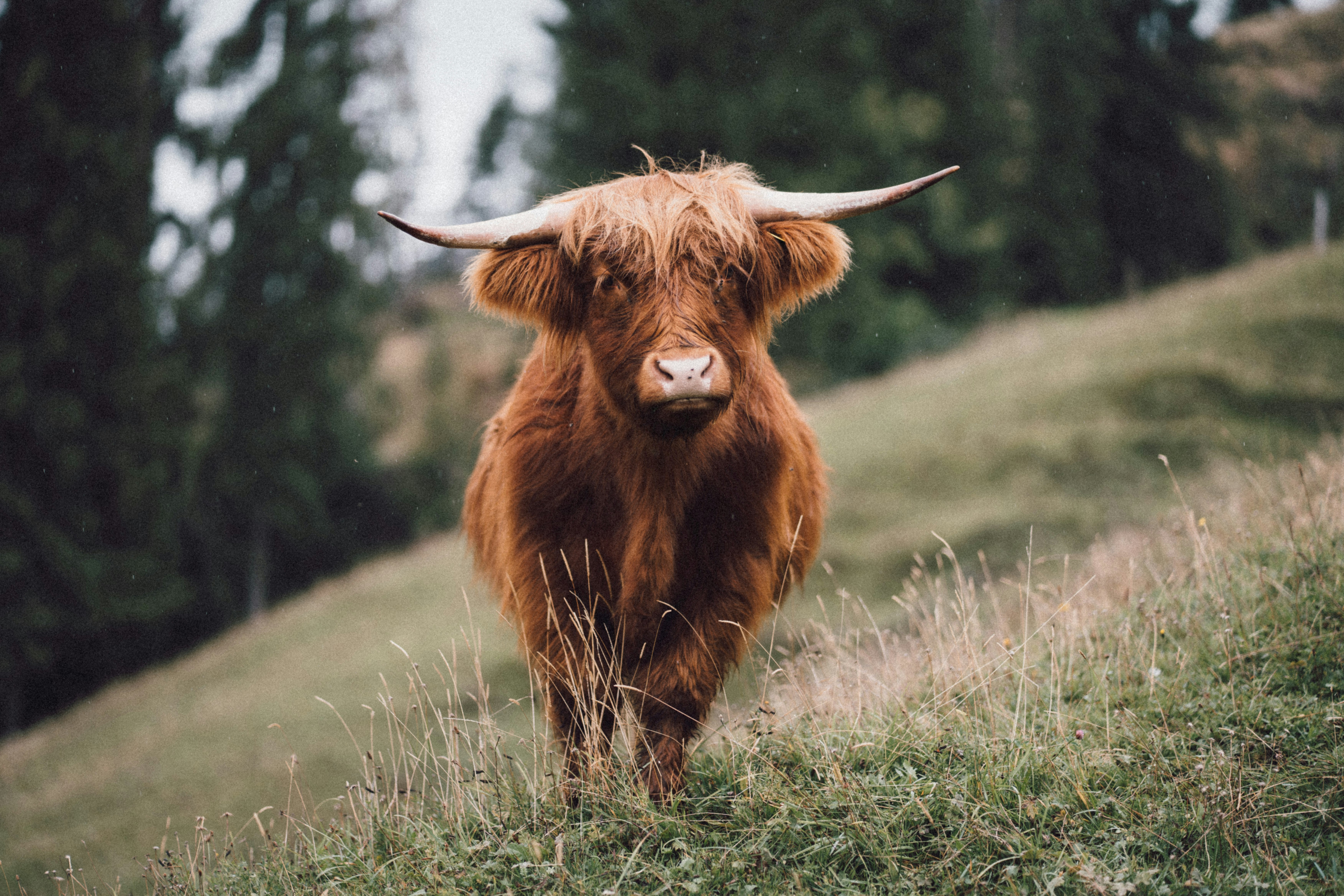 Photo by fabianbetto