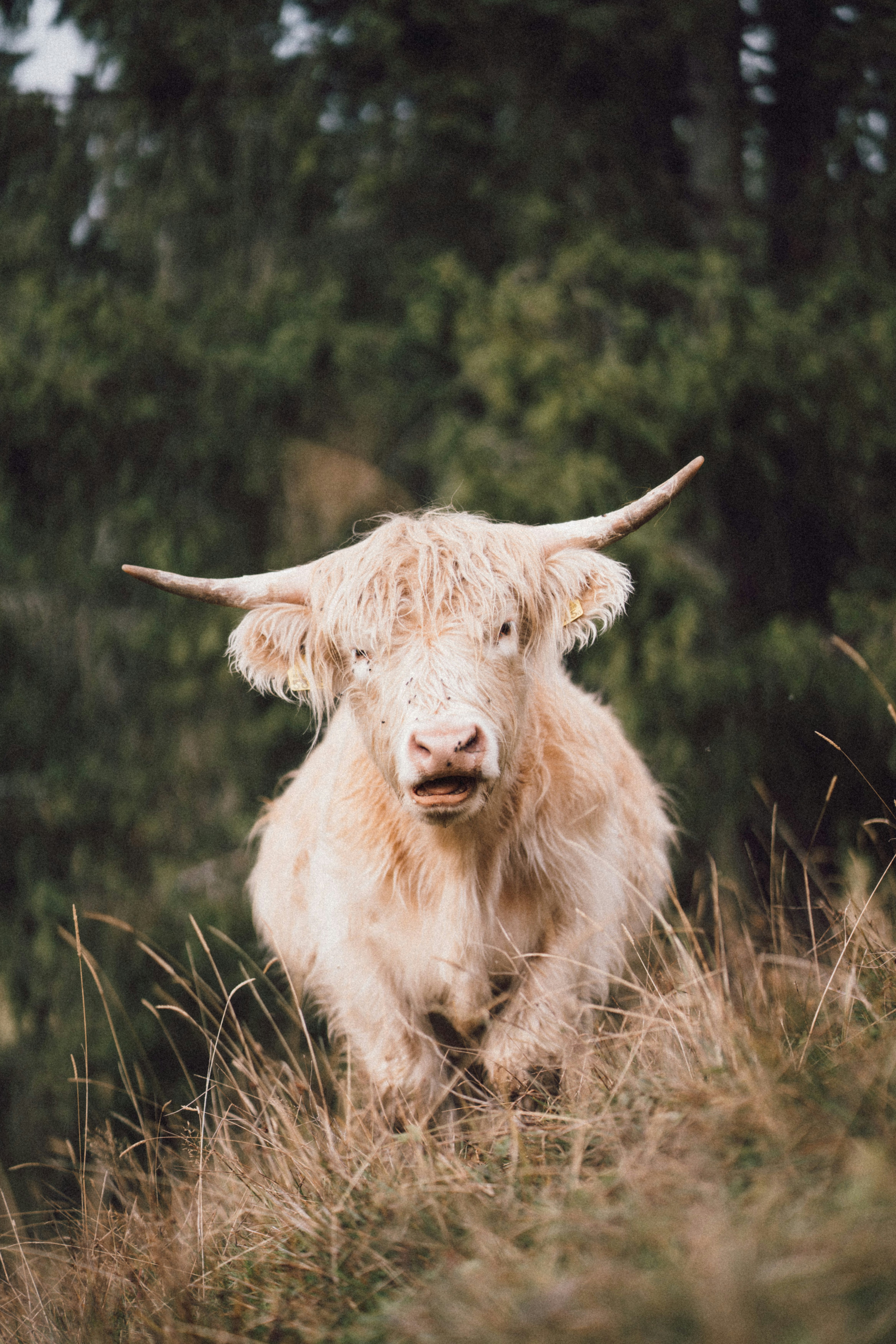 Photo by fabianbetto