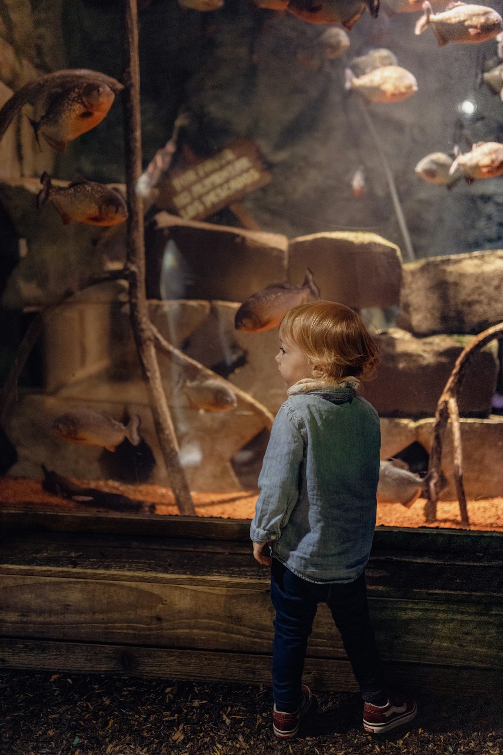 a child looking at a display of fish