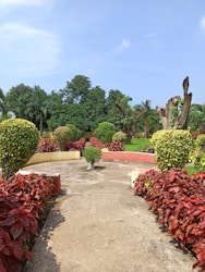 A pristine garden path after professional cleaning, surrounded by vibrant plants.