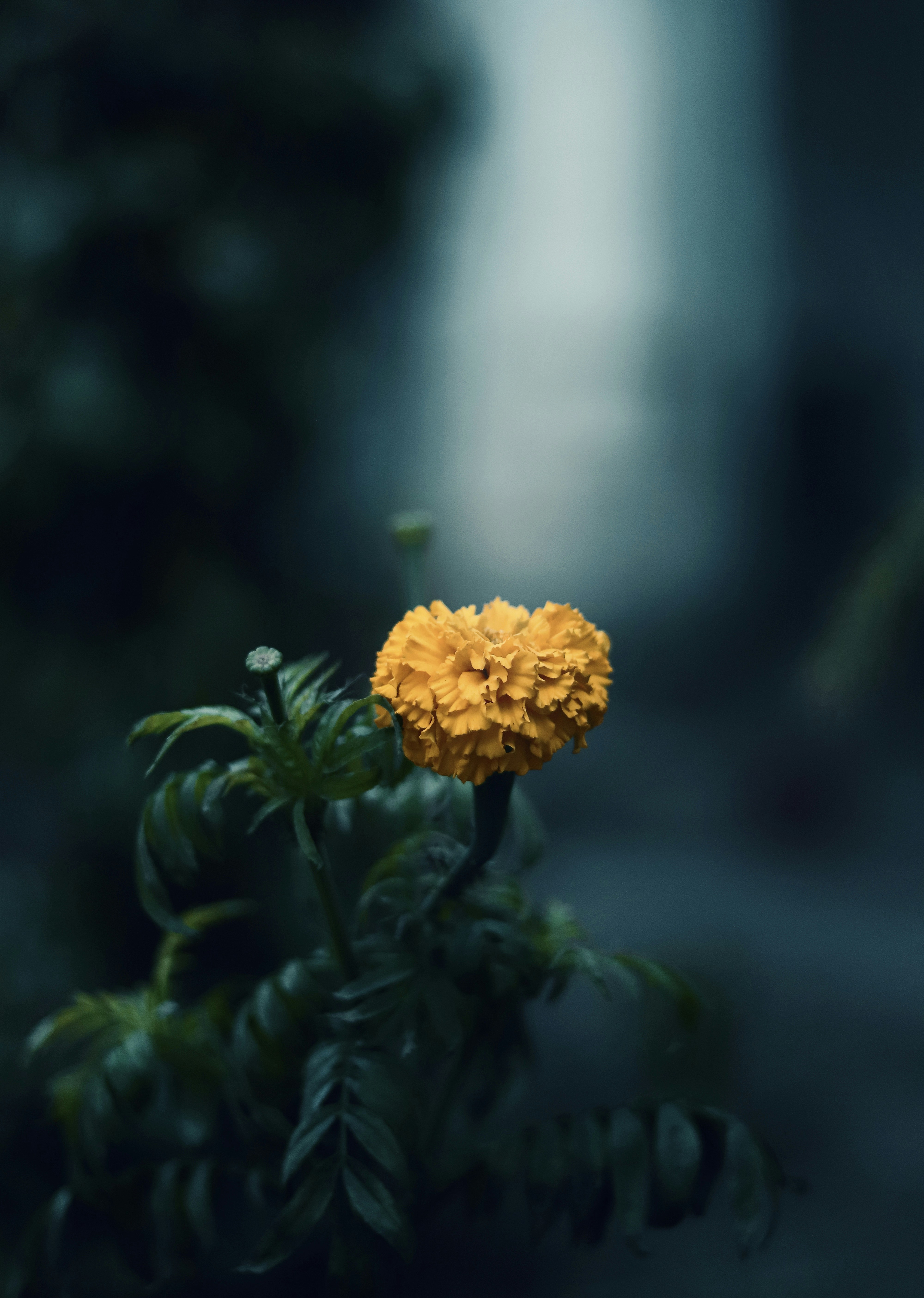 Photo by photos_by_talha