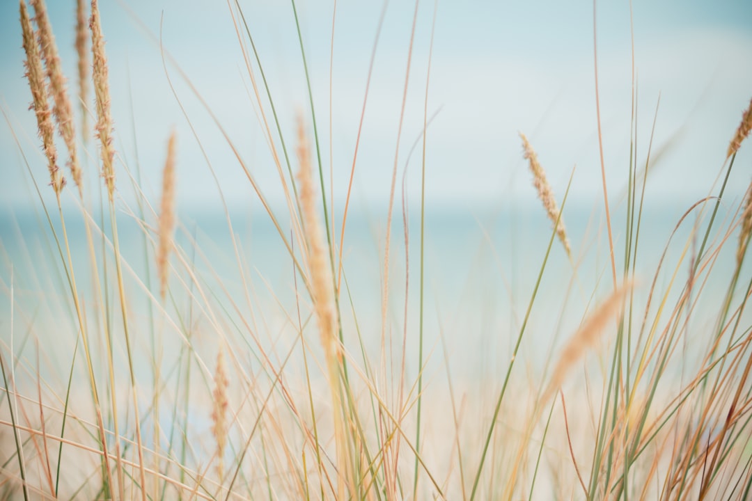 a field of wheat