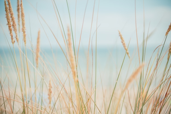 A field of wheat