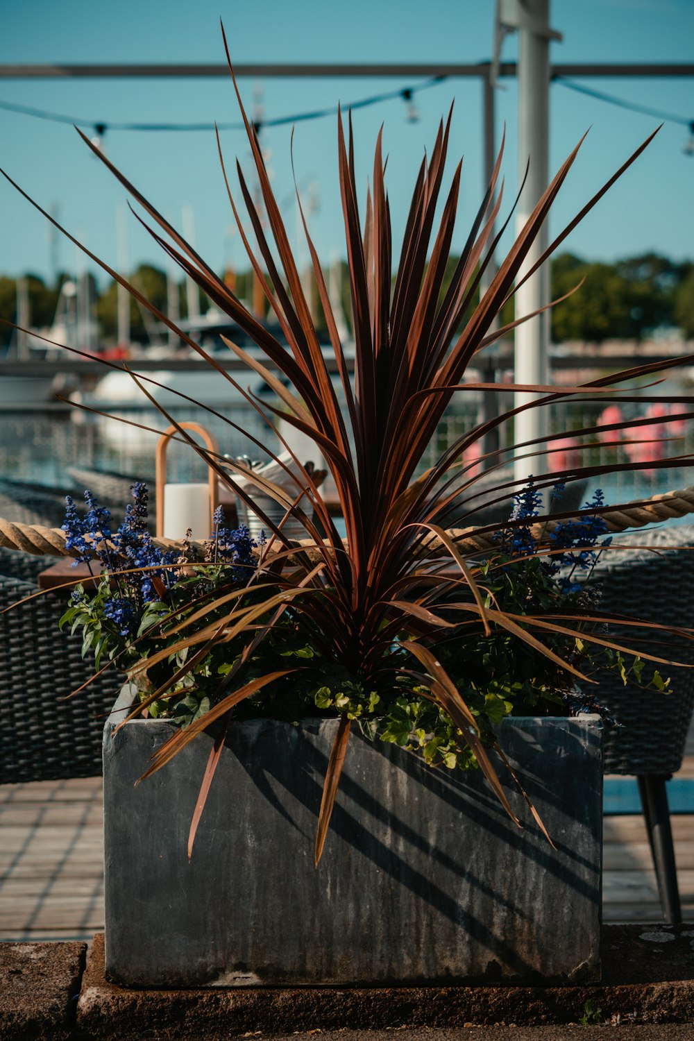 a potted plant on a patio