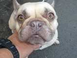 A breeder gently examining a healthy French bulldog puppy during a veterinary check.