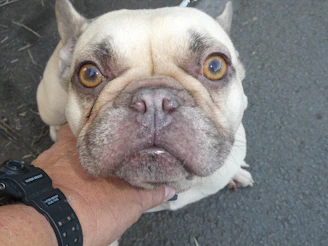 Close-up of a fluffy French Bulldog’s charming face with cream white fur and soulful eyes