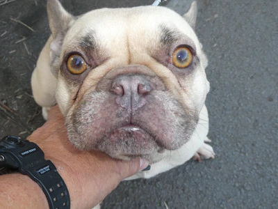 A breeder gently examining a healthy French bulldog puppy during a veterinary check.