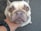 A close-up of a French Bulldog's face with its large, expressive eyes staring directly at the camera. The dog has a cream-colored coat and slight wrinkles on its face. A person's hand, wearing a black watch, is gently holding the dog's chin.