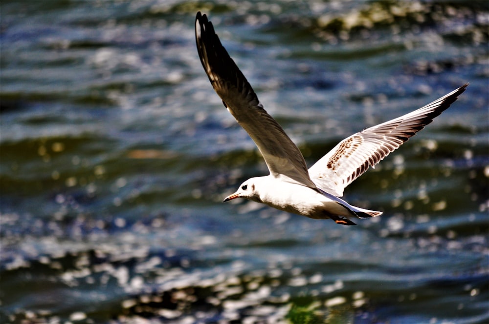 a seagull flying over water