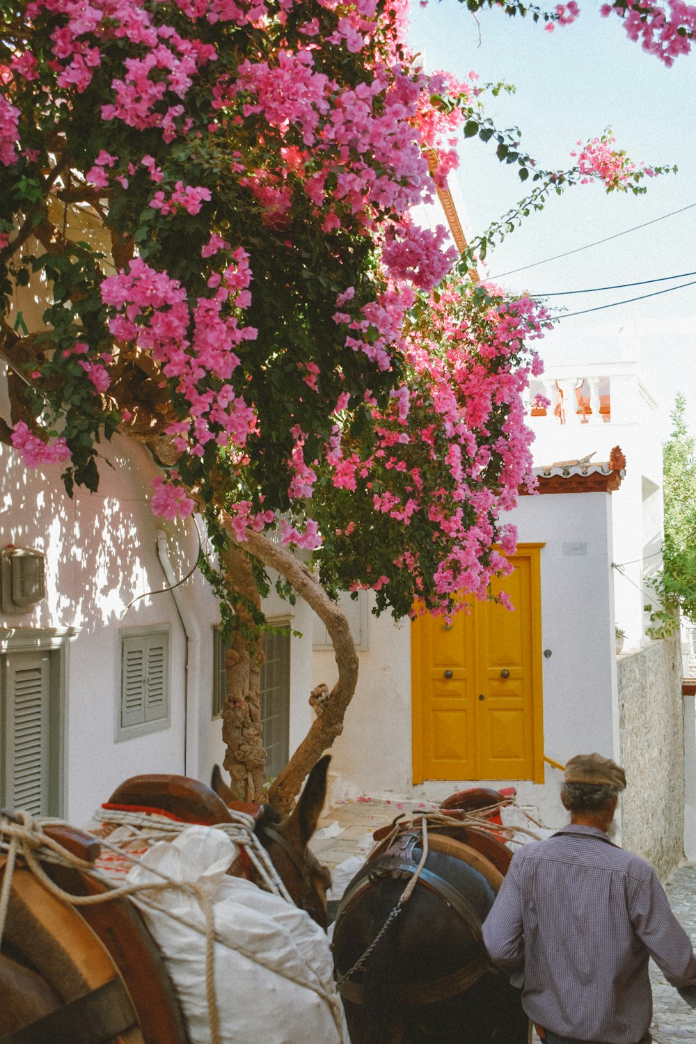 a person walking by a tree with pink flowers