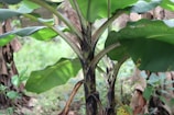 A close-up view of a banana plant with large, broad green leaves and a sturdy, slightly discolored trunk. The plant is surrounded by a lush, green environment with other foliage visible in the background.