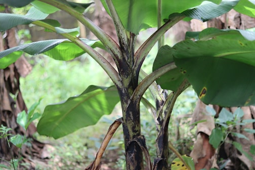 A close-up view of a banana plant with large, broad green leaves and a sturdy, slightly discolored trunk. The plant is surrounded by a lush, green environment with other foliage visible in the background.
