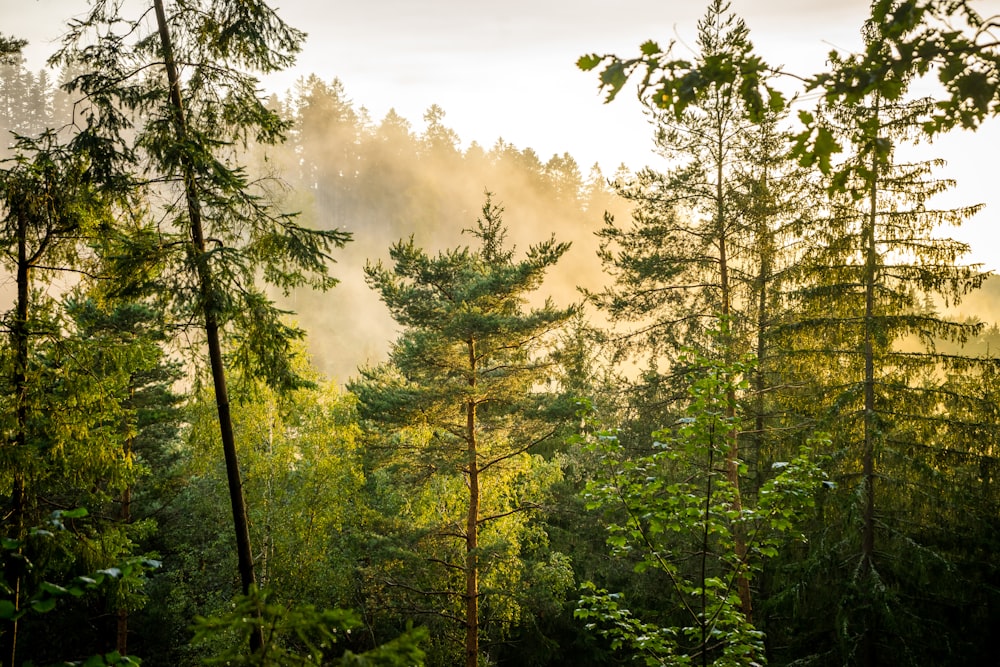 a forest of trees