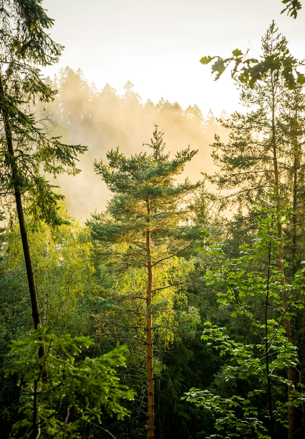 a group of trees