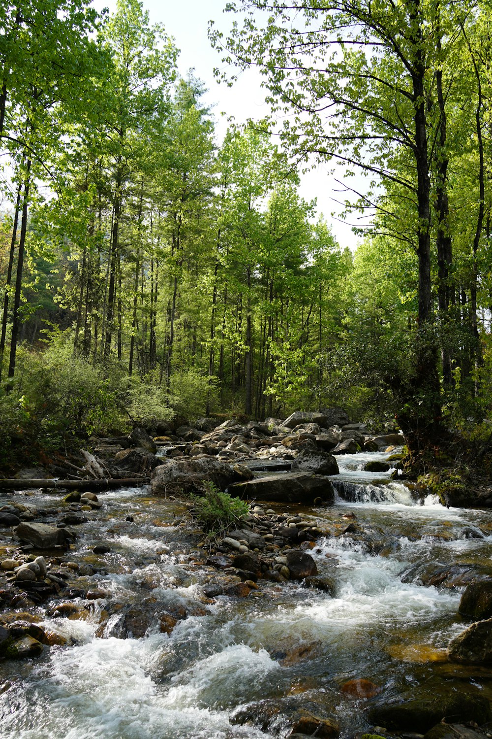 a river with rocks and trees