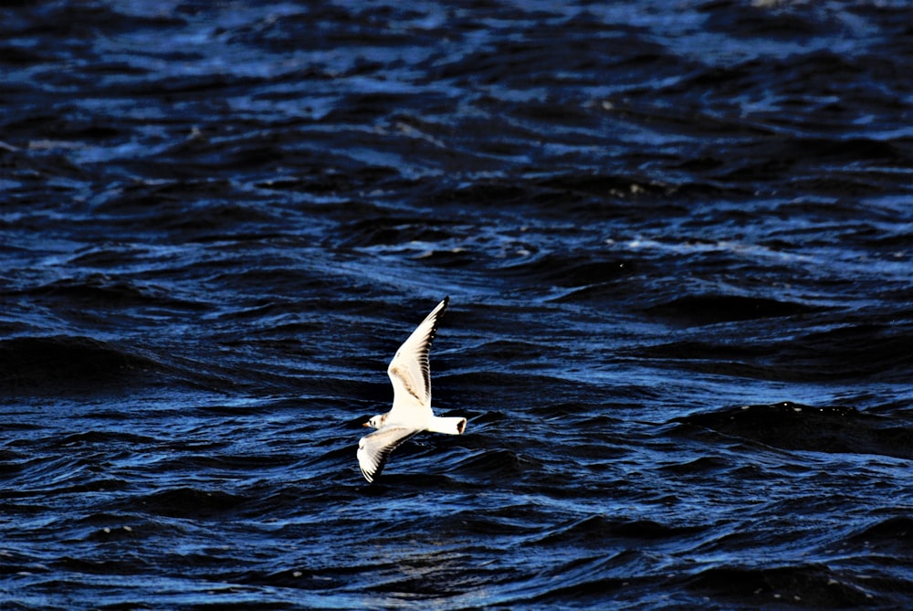 Ein Vogel fliegt über Wasser