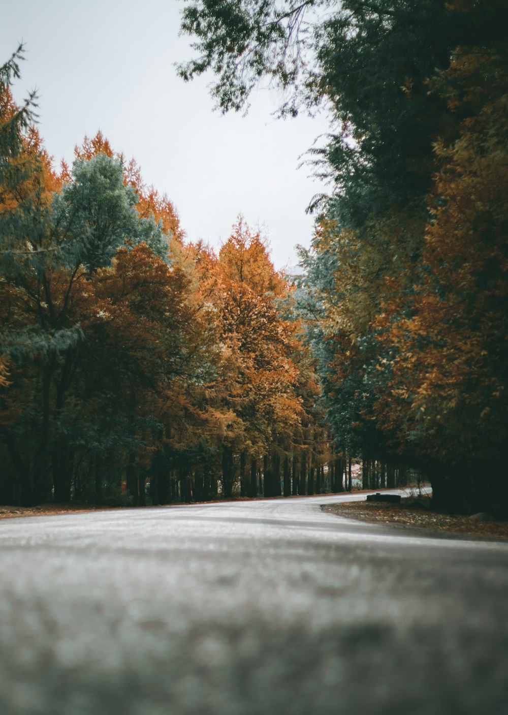 a road with trees on either side