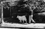 A person walks a large, fluffy dog along a paved path next to dense shrubbery and trees. The scene appears to be a quiet, sunny day in a residential area.