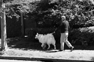 A happy senior dog enjoying a gentle walk alongside its owner in a peaceful neighborhood.