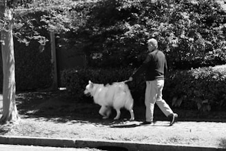 A person walks a large, fluffy dog along a paved path next to dense shrubbery and trees. The scene appears to be a quiet, sunny day in a residential area.