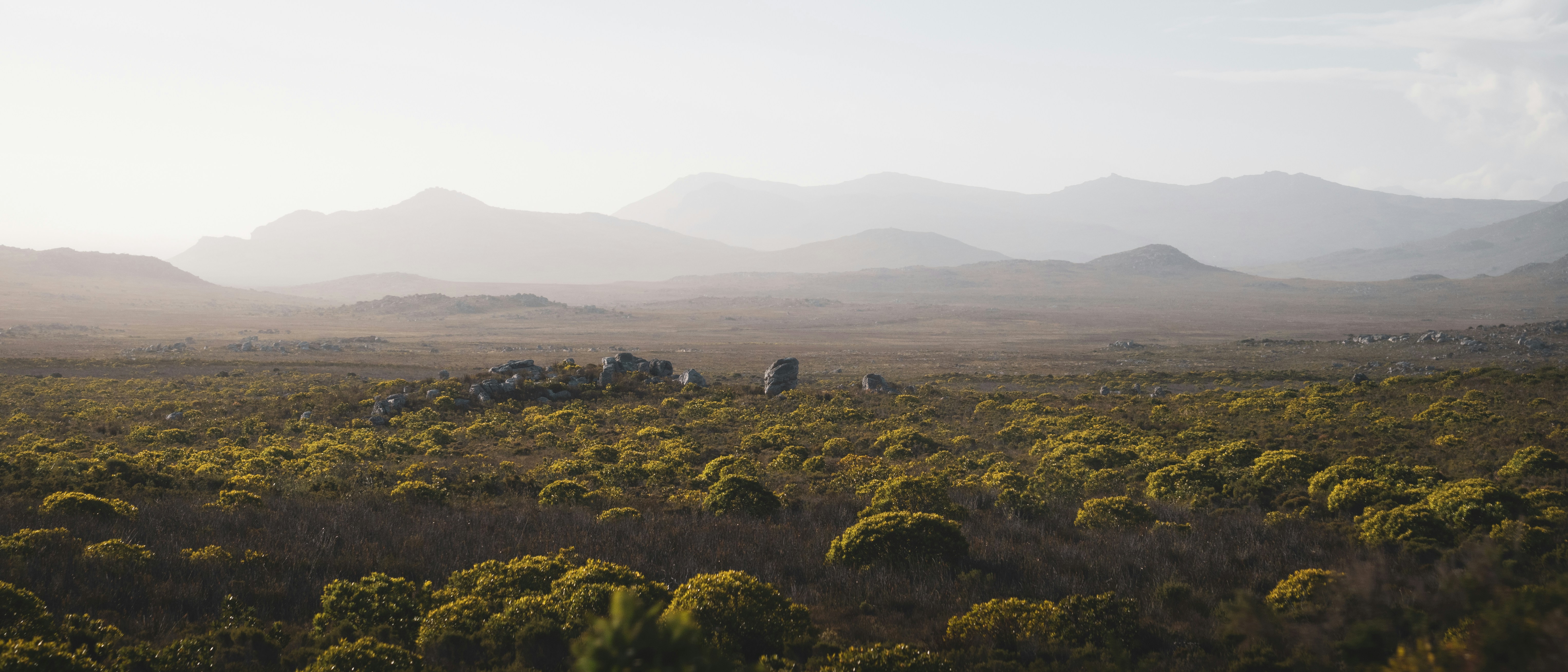 a field of yellow flowers