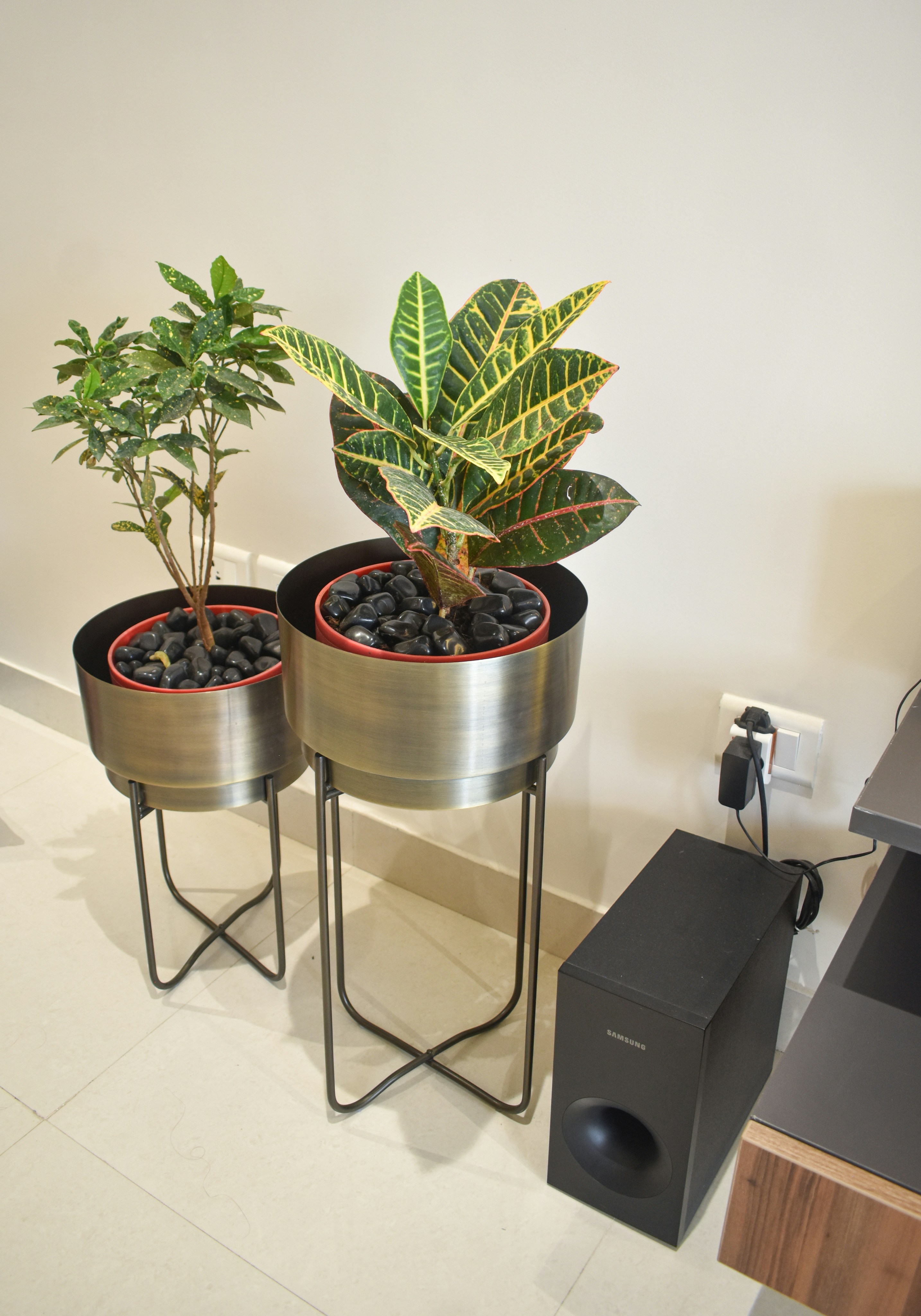 The Harmonic Connection: How Music Influences Plant Growth