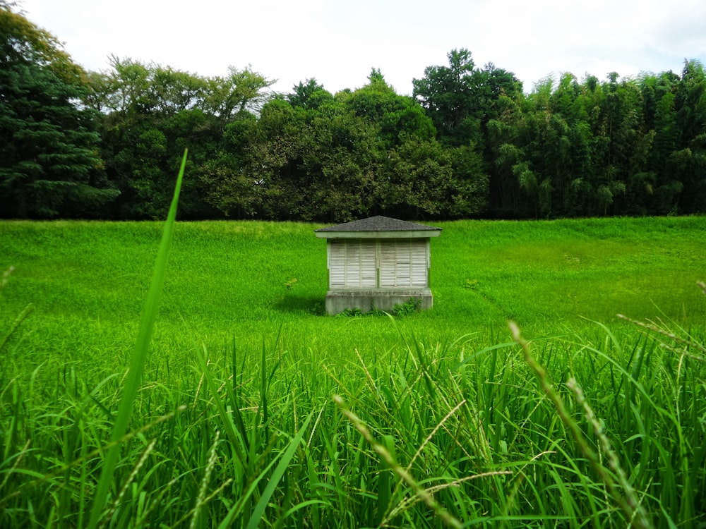 a close up of a lush green field