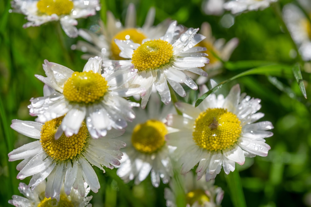 a close up of white flowers