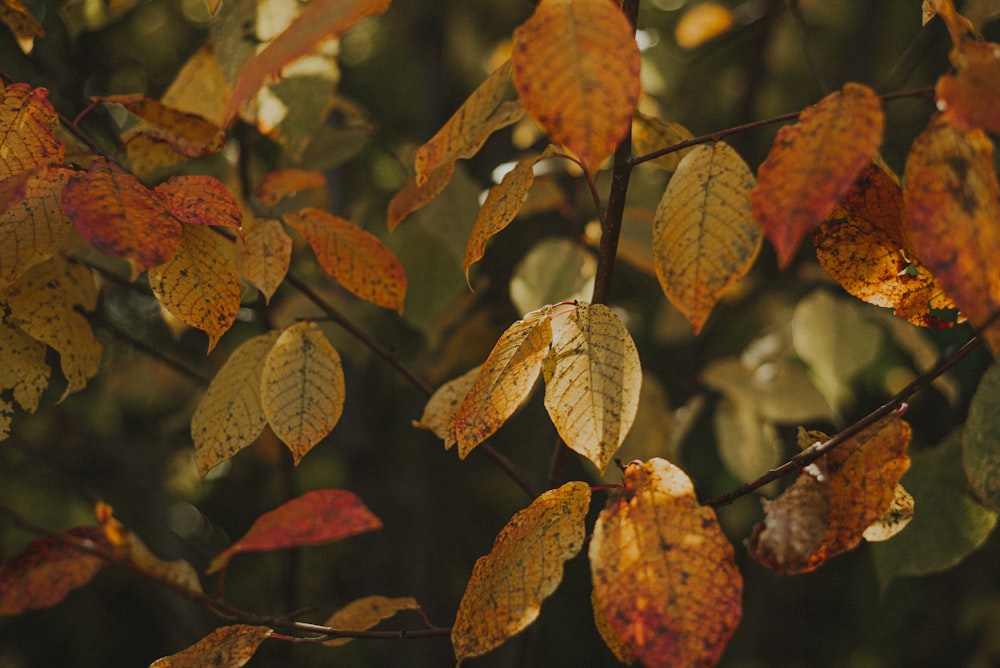 a group of leaves