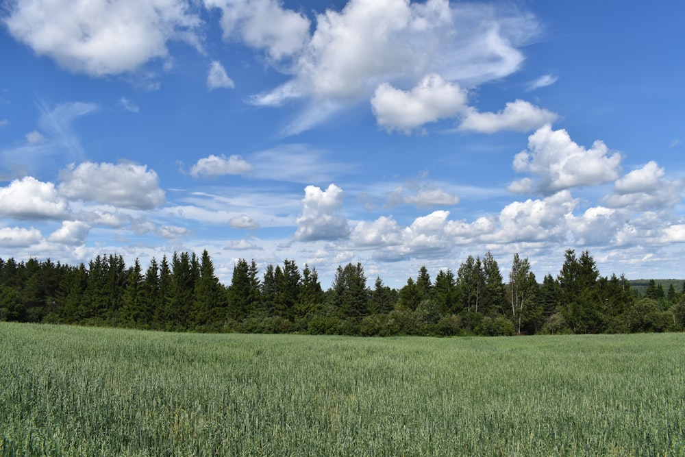 a large green field with trees in the background