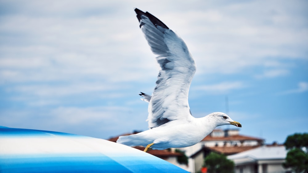 a seagull flying over a boat