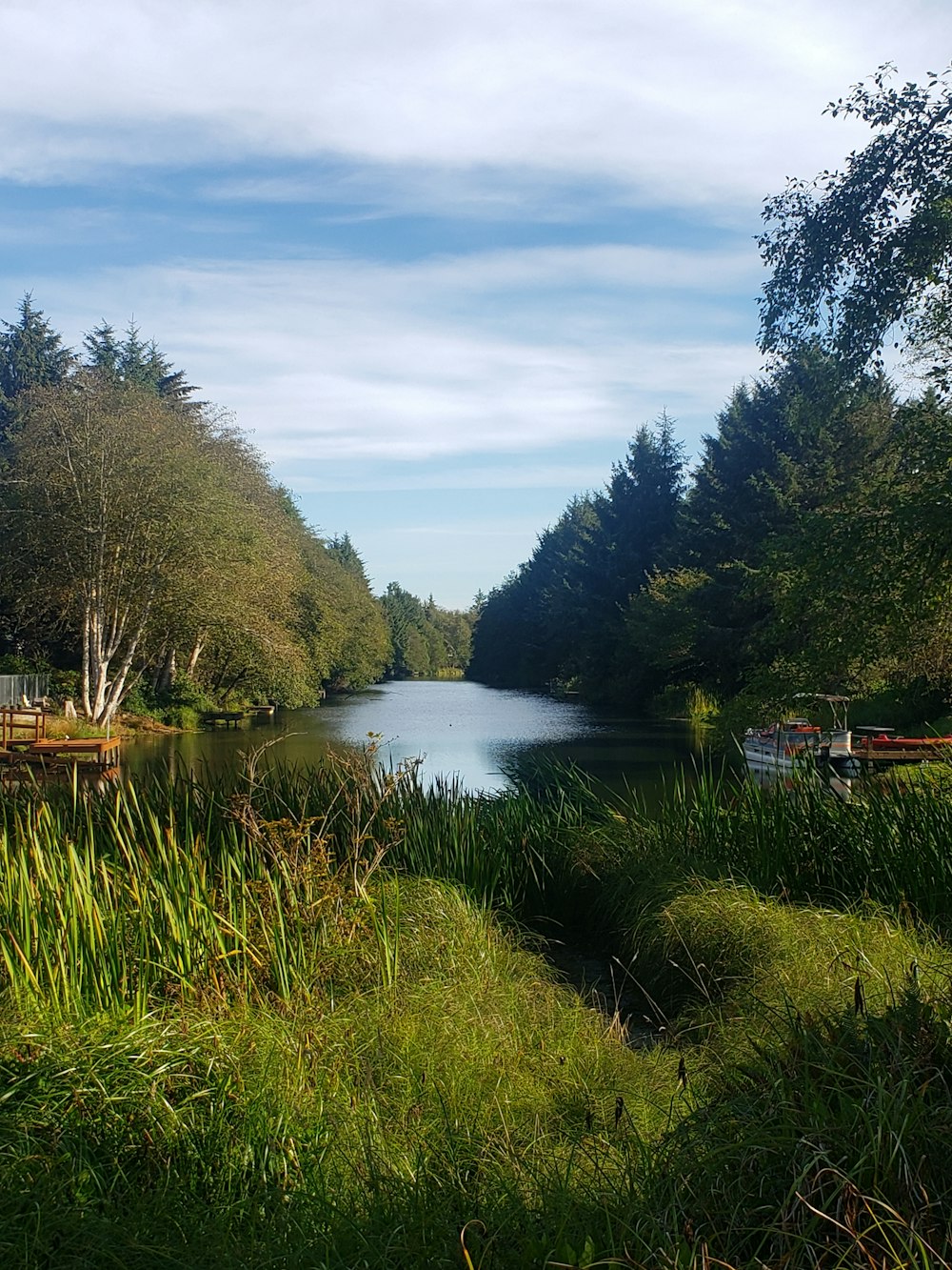 un río con árboles y hierba