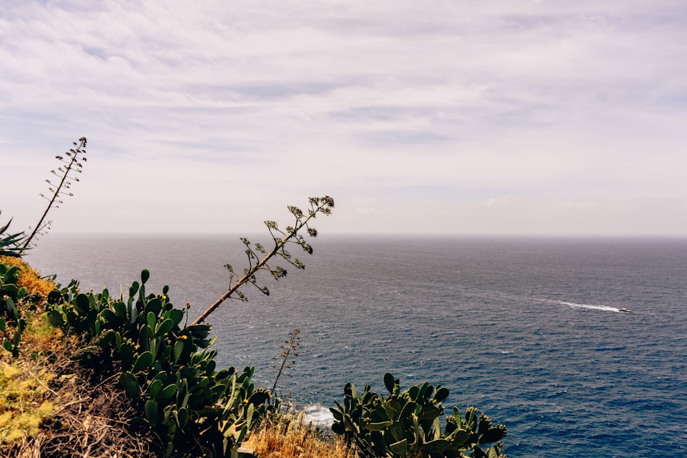 a body of water with plants on the side