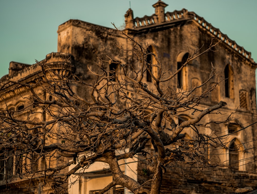 a tree in front of a building