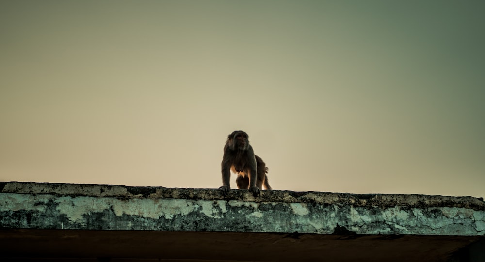 a monkey sitting on a roof