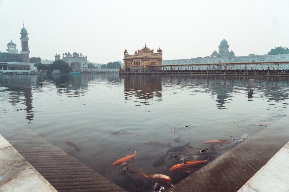 a group of fish in a pond