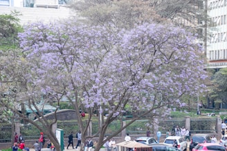A large tree with light purple blossoms dominates a bustling urban scene. People are walking on the street in the foreground, while several cars are parked nearby. Behind the tree, there is a fence and a grassy area with more individuals sitting and walking. Buildings are visible in the background, adding to the cityscape.