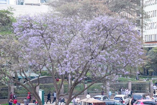 A large tree with light purple blossoms dominates a bustling urban scene. People are walking on the street in the foreground, while several cars are parked nearby. Behind the tree, there is a fence and a grassy area with more individuals sitting and walking. Buildings are visible in the background, adding to the cityscape.