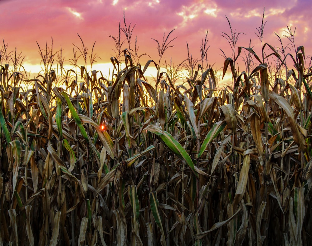 a field of wheat