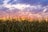 a field of wheat with a sunset in the background
