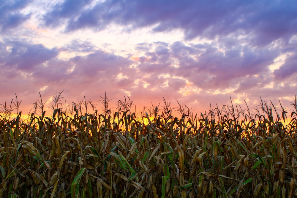 a field of wheat with a sunset in the background