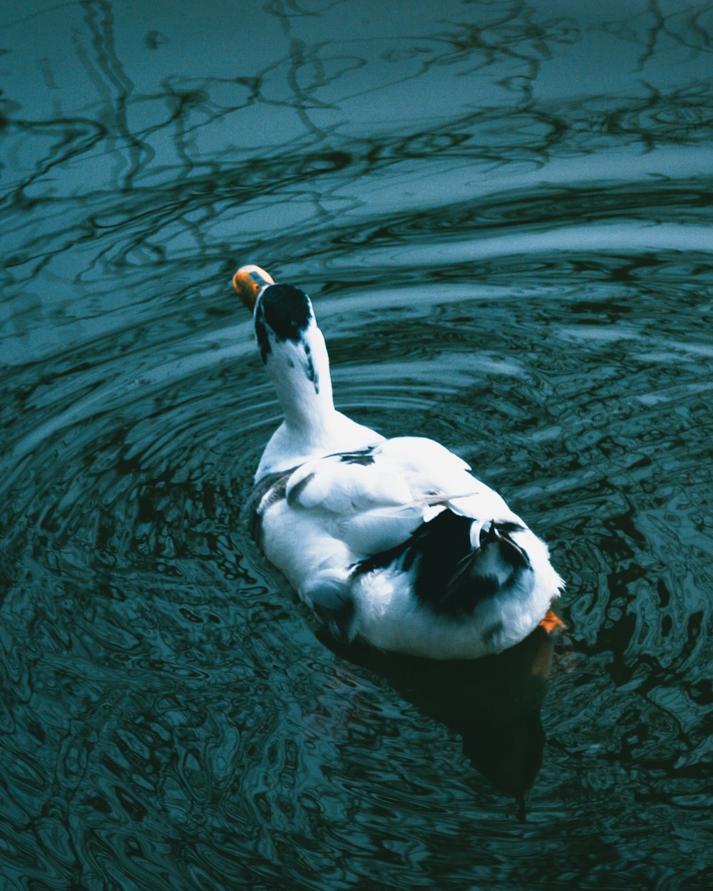 a couple of ducks swimming in water