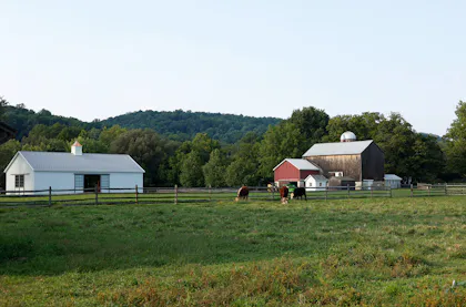 Livestock grazing in an open pasture
