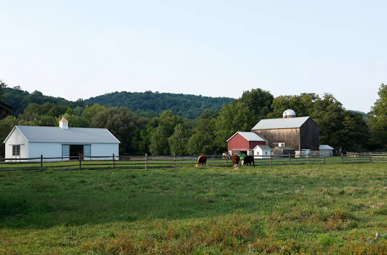 Livestock grazing in an open pasture