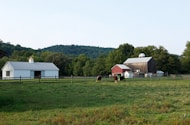 horses grazing in a field