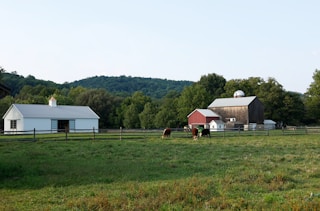 horses grazing in a field