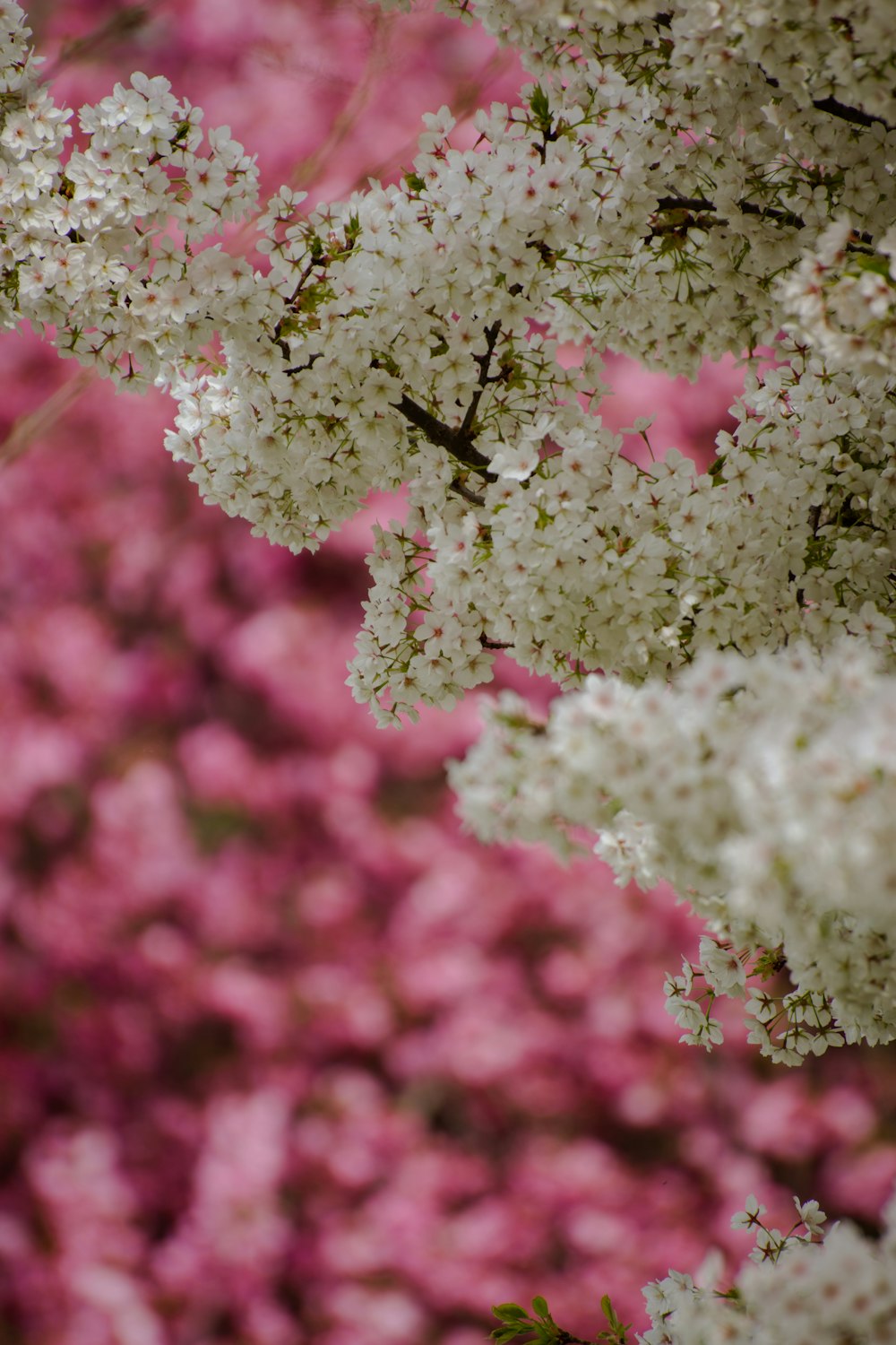 a close up of flowers